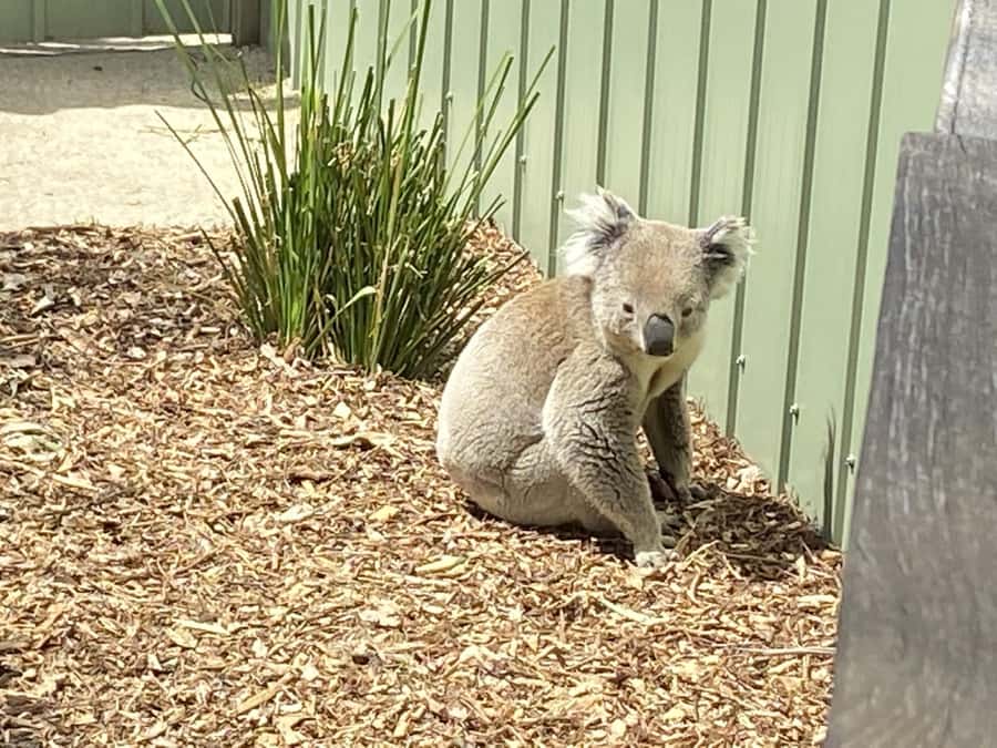 Melbourne: Moonlit Sanctuary and Brighton Beach Boxes Tour - Value Check: Is $73 Worth It for This Pair of Stops?