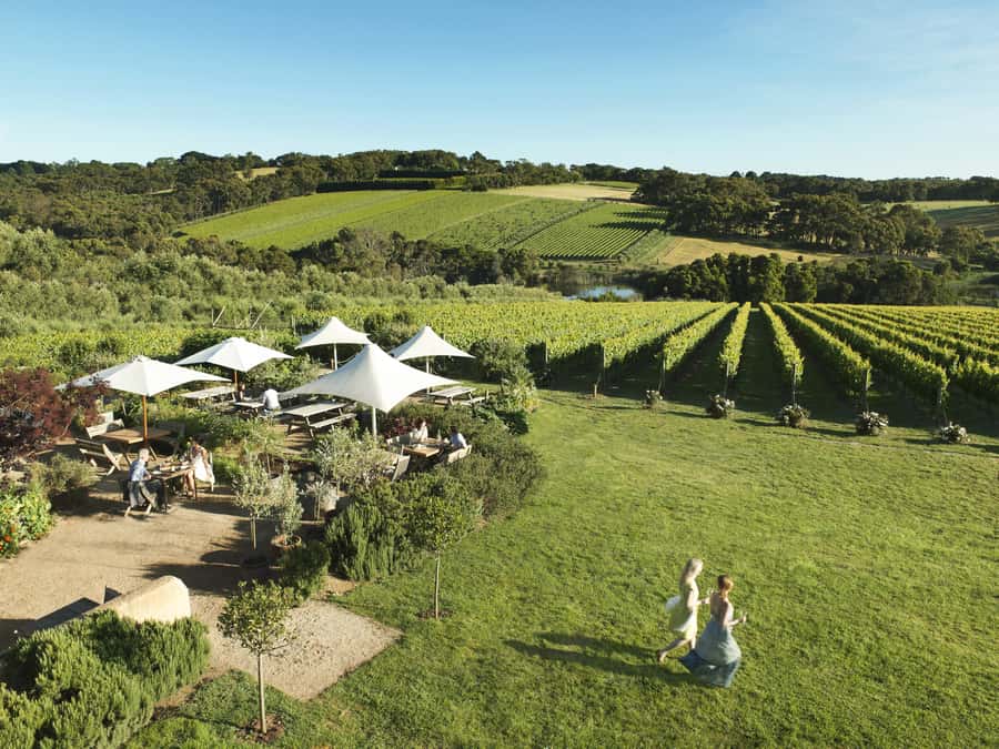 Melbourne: Mornington Peninsula Wine Day Tour - Key things to know before you go