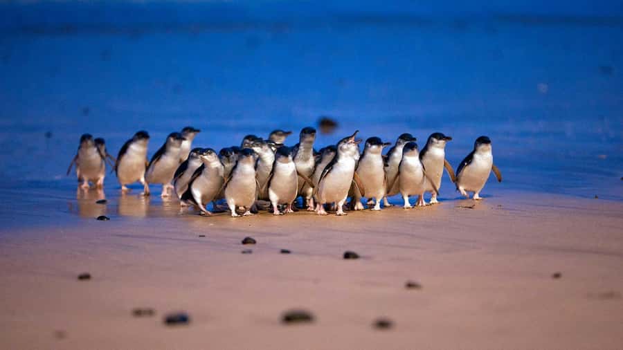 Melbourne: Penguin Parade Tour with Puffing Billy Train Ride - Key highlights worth knowing