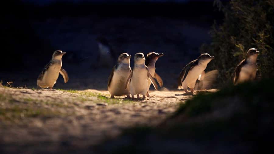 Melbourne: Penguin Parade Tour with Puffing Billy Train Ride - Penguin Parade at dusk: how to make the most of 1.5 hours