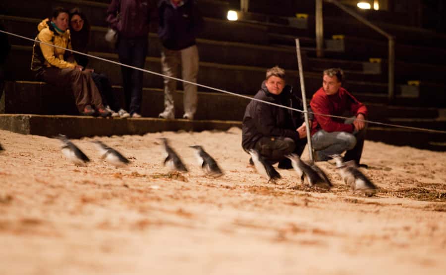 Melbourne: Phillip Island Tour & Penguin Parade - A 9-hour Phillip Island day with penguins, seals, and wildlife time