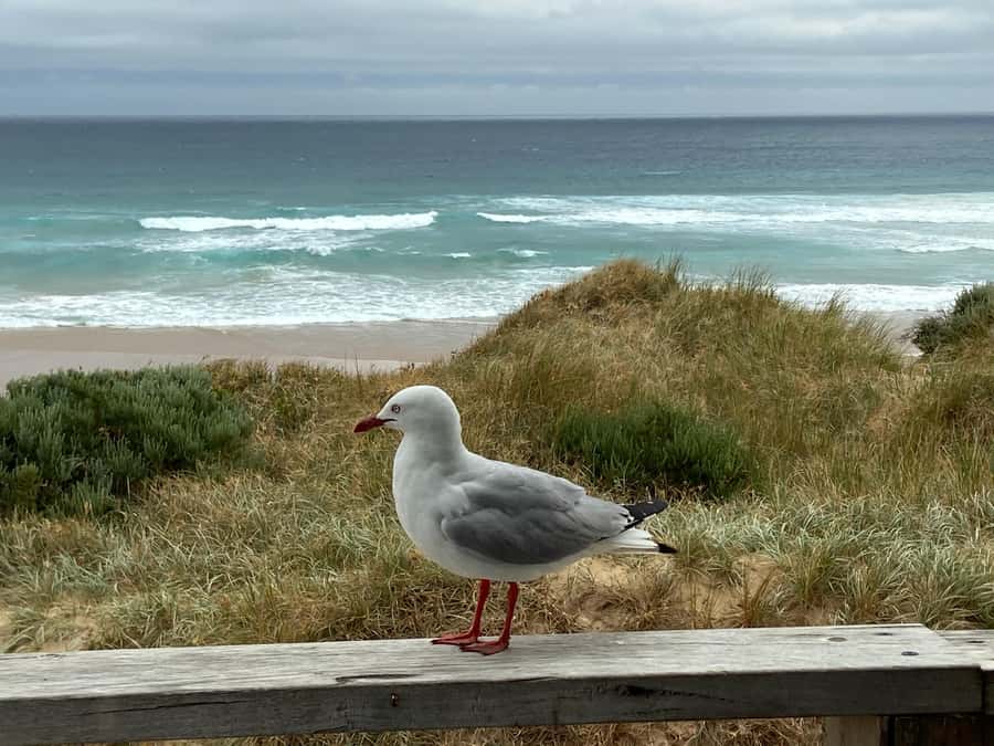 Melbourne: Phillip Island Tour & Penguin Parade - Value at $113: what you get and what you should budget for