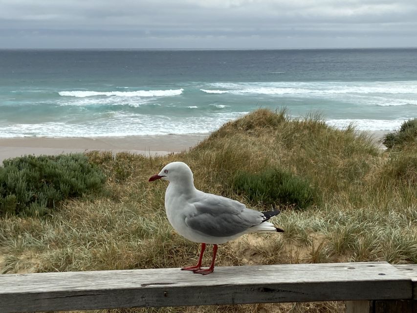 Melbourne: Phillip Island Tour & Penguin Parade - Who this tour suits best, and who should skip it
