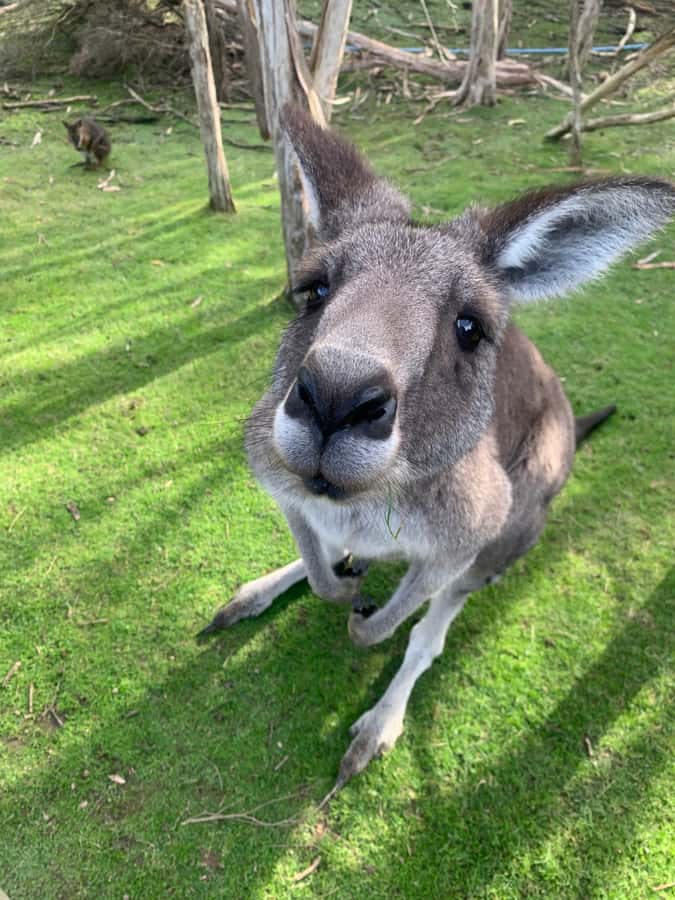 Melbourne: Phillip Island Tour & Penguin Parade - Pickup and the small-group rhythm from Melbourne