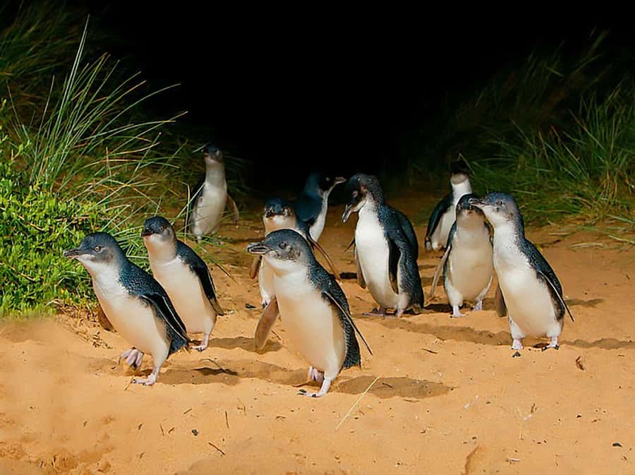 Melbourne: Phillip Island Tour w/ Hop-on Bus or Seal Cruise - Two ways to experience Phillip Island, then meet at The Nobbies