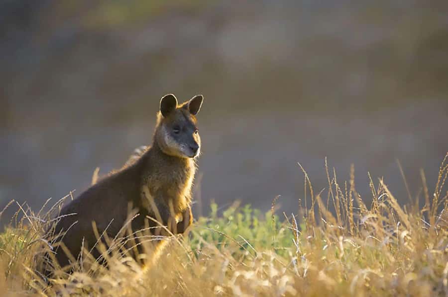 Melbourne: Phillip Island Tour w/ Hop-on Bus or Seal Cruise - The Nobbies Centre at Golden Hour, plus sparkling wine