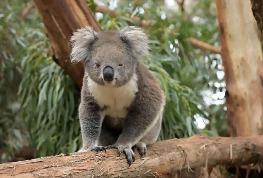 Melbourne: Phillip Island Tour w/ Hop-on Bus or Seal Cruise - Penguin Parade timing: watching thousands of Little Penguins come ashore