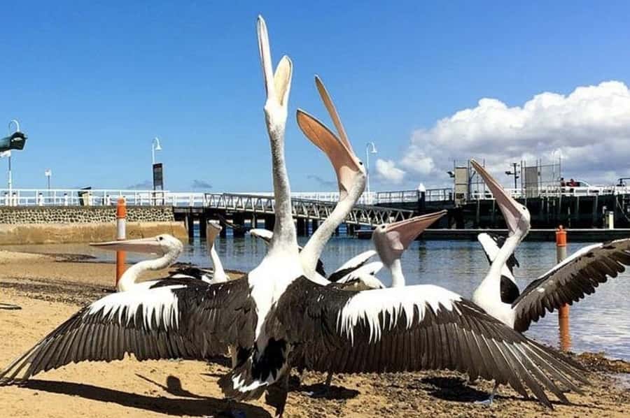 Melbourne: Phillip Island Tour w/ Hop-on Bus or Seal Cruise - Price and value: is $116 per person fair for what you get?