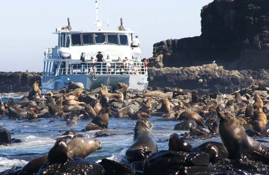 Melbourne: Phillip Island Tour w/ Hop-on Bus or Seal Cruise - From Arts Centre Melbourne to San Remo and the first island prep