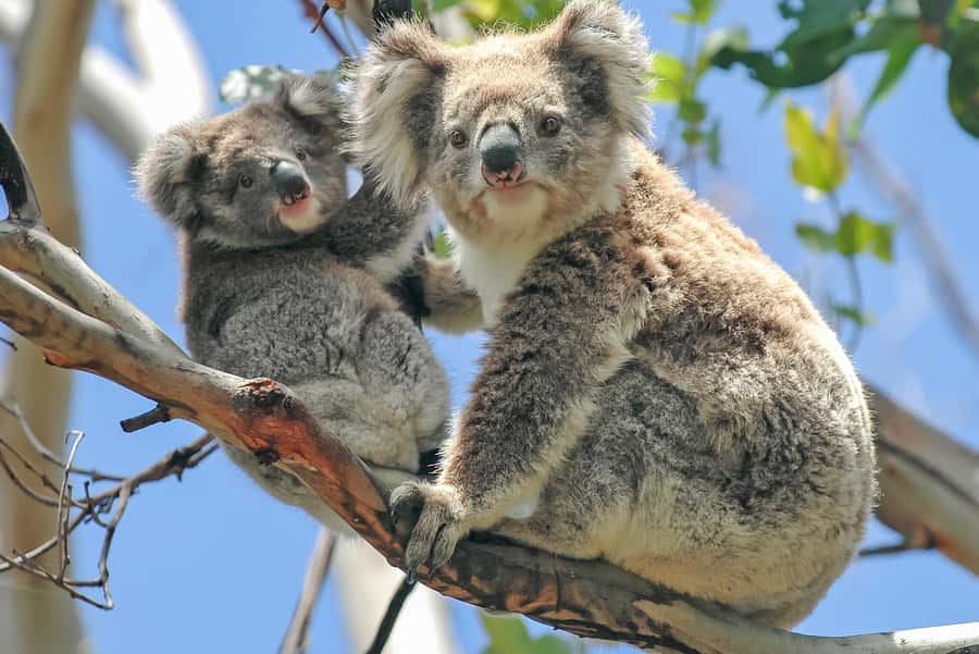 Melbourne: Puffing Billy & Healesville Sanctuary Scenic Tour - Key Things That Make This Tour Worth Your Time