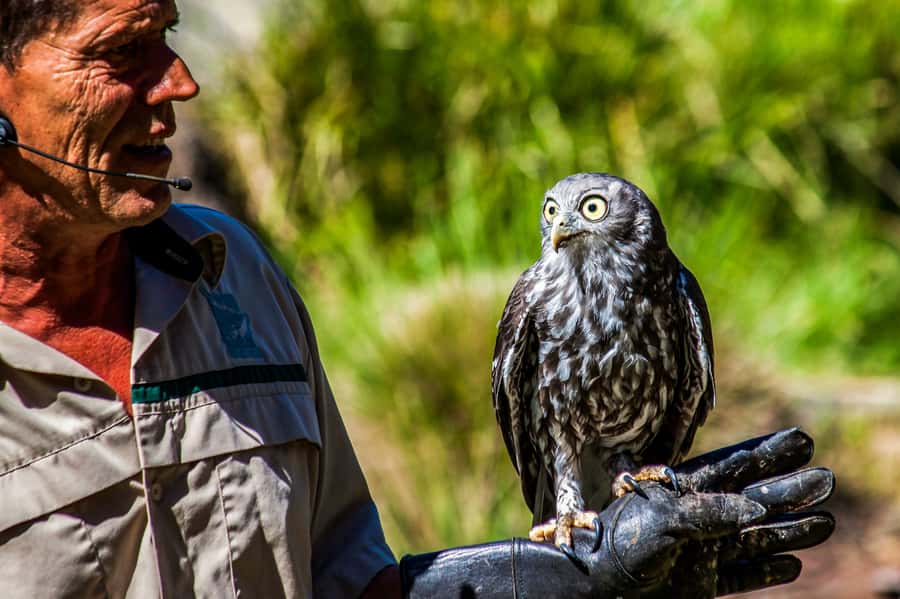 Melbourne: Puffing Billy & Healesville Sanctuary Scenic Tour - Starting From Central Melbourne, Without the Planning Headache