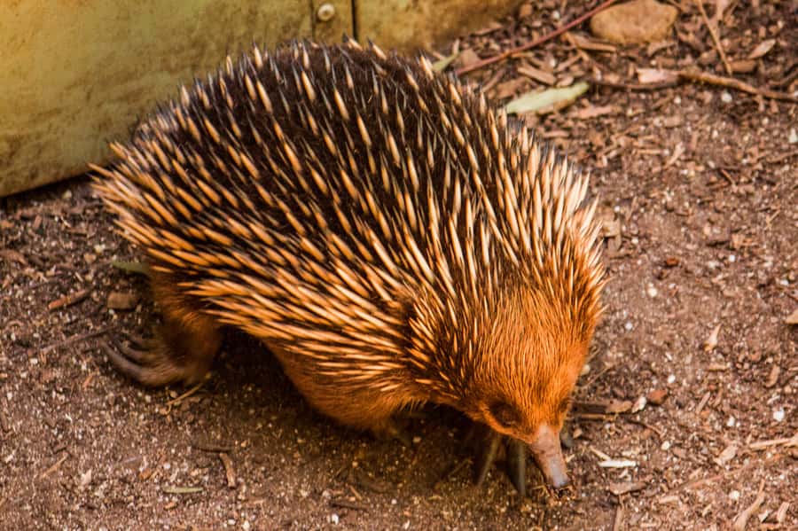 Melbourne: Puffing Billy & Healesville Sanctuary Scenic Tour - Emerald Lake Walk: Fresh Air Time You Can Actually Enjoy