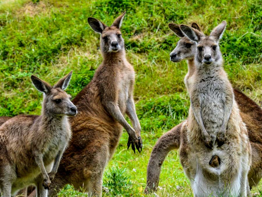 Melbourne: Puffing Billy & Healesville Sanctuary Scenic Tour - Healesville Sanctuary: Iconic Aussie Animals Up Close