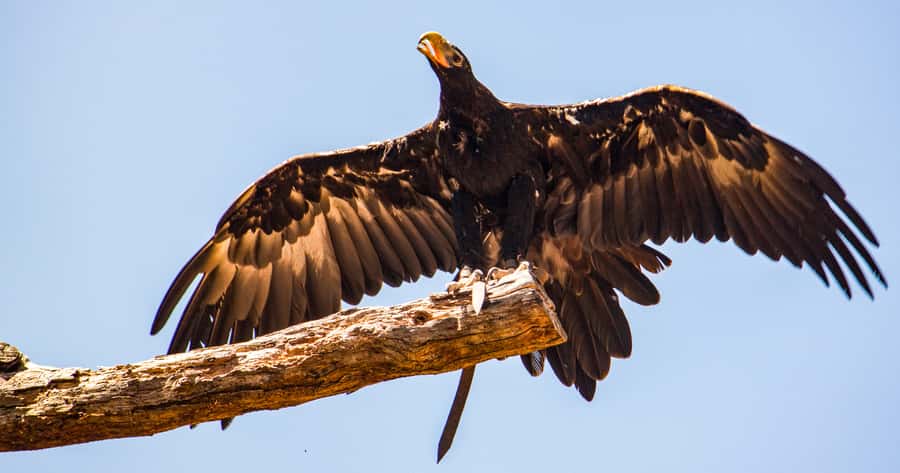 Melbourne: Puffing Billy & Healesville Sanctuary Scenic Tour - Should You Book This Puffing Billy and Healesville Sanctuary Tour?