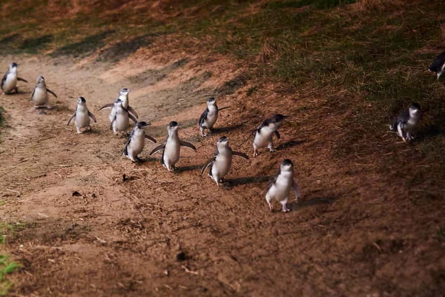 Melbourne: Puffing Billy Penguin Parade Brighton Boxes Tour - What’s included, what’s not, and how to avoid paying twice
