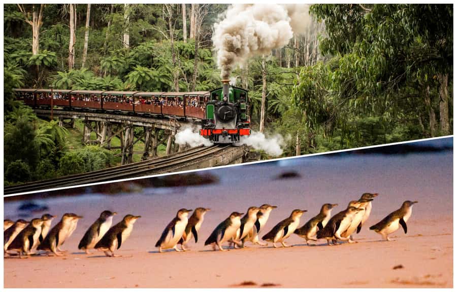 Melbourne: Puffing Billy Railway & Penguin Parade Day Tour - Key Things You’ll Notice on This Day Trip