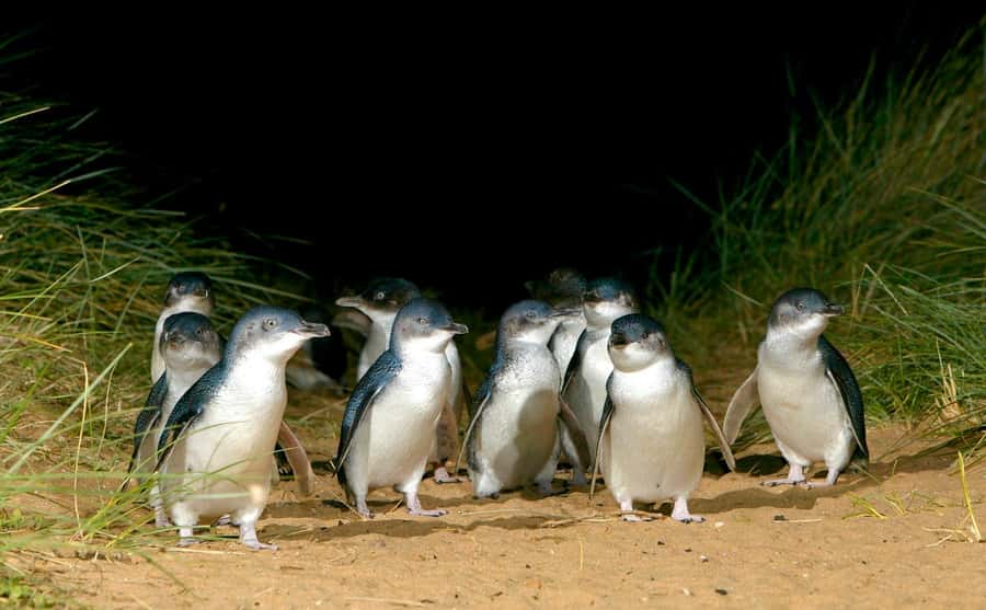 Melbourne: Puffing Billy Railway & Penguin Parade Day Tour - Tips for the Day: How to Make It Feel Less Rushed