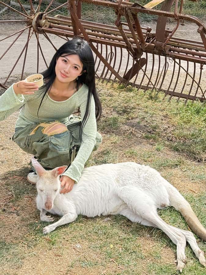 Melbourne: Puffing Billy Train and Penguin Island Day Tour - Maru Koala and Animal Park stop: short, flexible, and self-paid