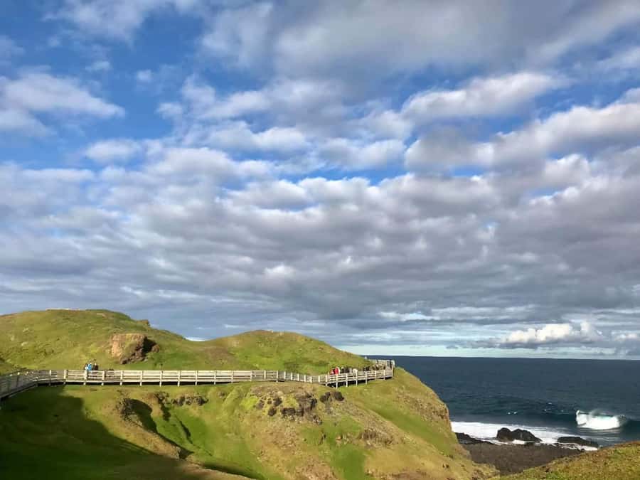 Melbourne: Puffing Billy Train & Penguin Island Excursion - Key Highlights You Should Actually Care About