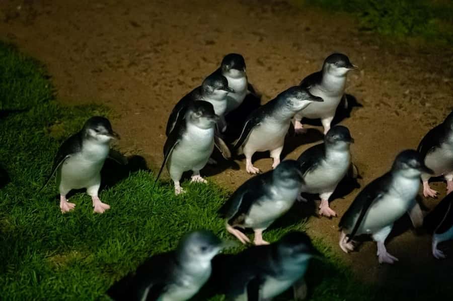 Melbourne: Puffing Billy Train & Penguin Island Excursion - Why This Melbourne to Phillip Island Day Trip Feels Worth It