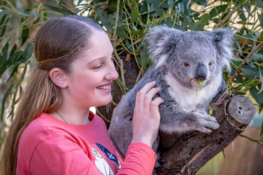 Melbourne: Puffing Billy Train & Penguin Island Excursion - The Optional Maru Koala and Animal Park Stop