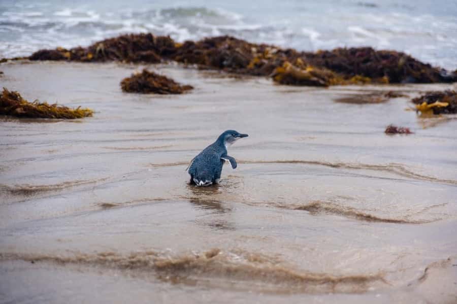 Melbourne: Puffing Billy Train & Penguin Island Excursion - Penguin Parade at Sunset: The Moment Most People Book For