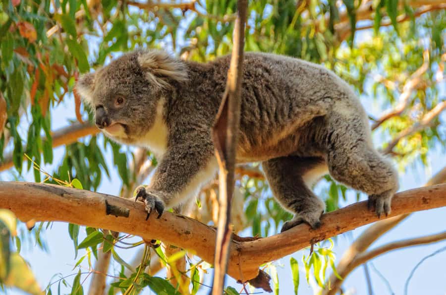 Melbourne: Puffing Billy Train & Penguin Parade Adventure - What to pack and how to make the day smoother