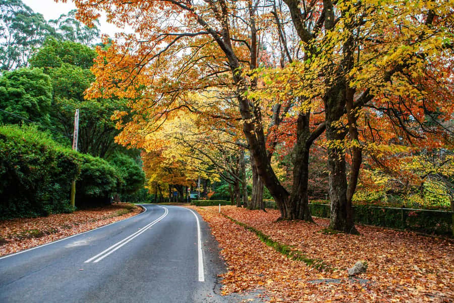 Melbourne: Puffing Billy Train & Penguin Parade Adventure - The optional Maru Koala and Animal Park stop, and how to judge it