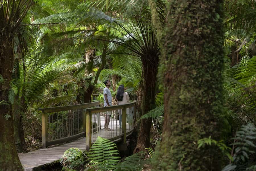 Melbourne: Reverse Great Ocean Road 12 Apostles with Lunch - Starting from Melbourne’s Immigration Museum at 7:35 AM