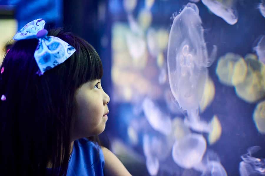 Melbourne: SEA LIFE Aquarium Entrance Ticket - The best route to feel like you saw everything