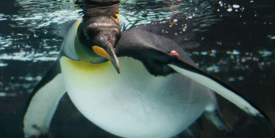 Melbourne: SEA LIFE Aquarium Entrance Ticket - Penguins and crocodiles: the two exhibits that anchor the day