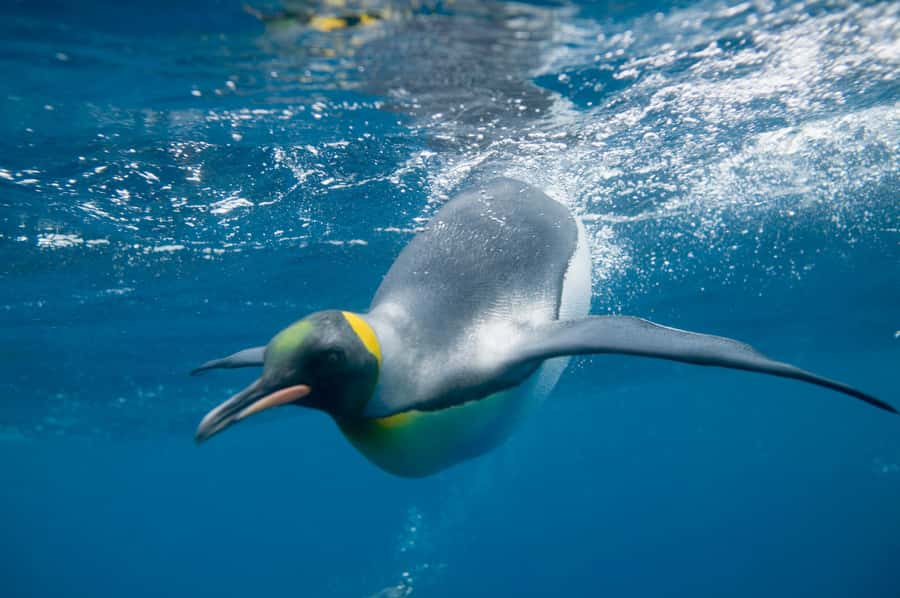 Melbourne: SEA LIFE Aquarium Entrance Ticket - Bay of Rays: when up-close beats big scale