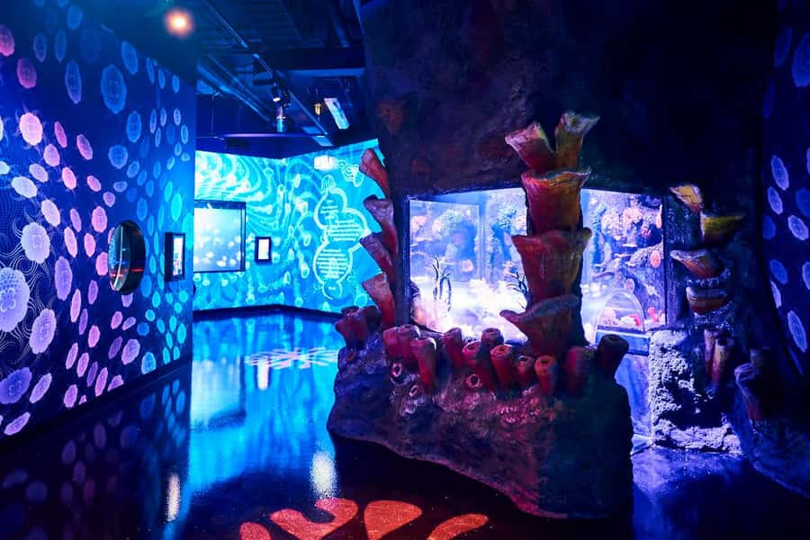 Melbourne: SEA LIFE Aquarium Entrance Ticket - The Oceanarium and feeding from the top view