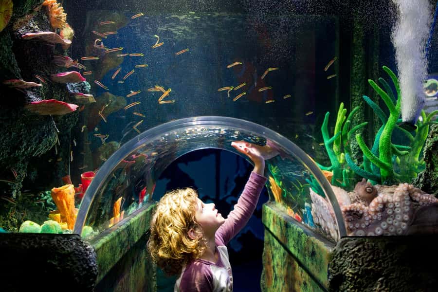 Melbourne: SEA LIFE Aquarium Entrance Ticket - Ocean Invaders and jellyfish, plus the science-y bits