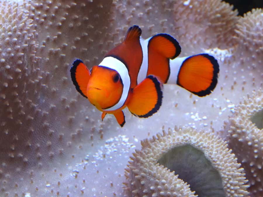Melbourne: SEA LIFE Aquarium Entrance Ticket - Crowds, closures, and the reality check for school holiday days