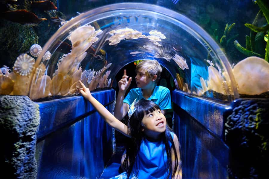 Melbourne: SEA LIFE Aquarium Entrance Ticket - What you really get for a $28 entrance ticket