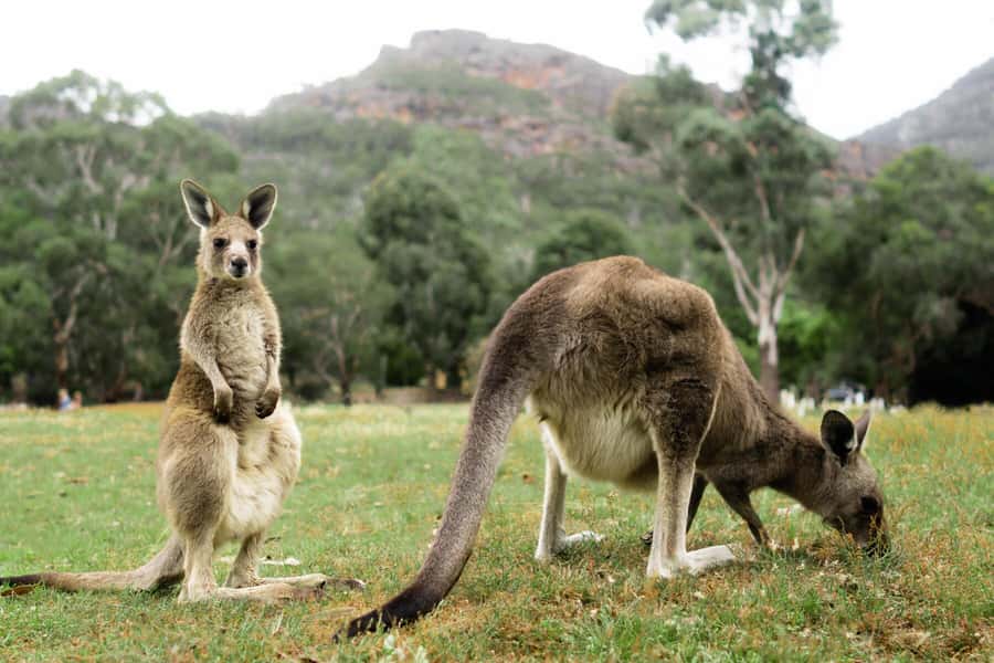 Melbourne to Adelaide: 2-Day Great Ocean Road Grampians Tour - Day 1, Melbourne to Great Ocean Road: from morning tea to 12 Apostles