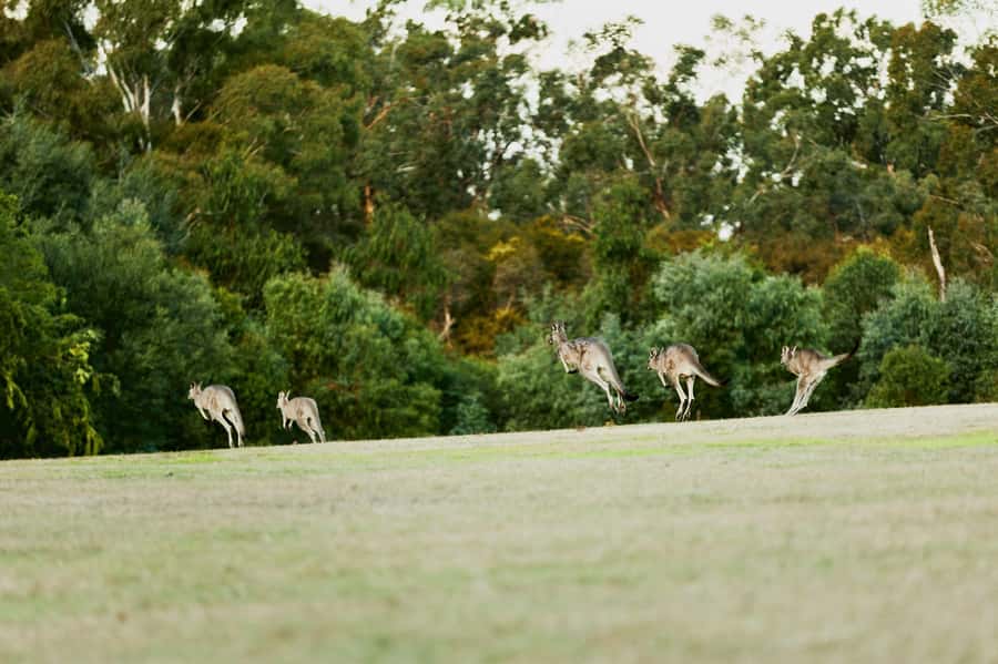 Melbourne: Yarra Valley Wine Bubbles & Kangaroos Tour - Quick hits