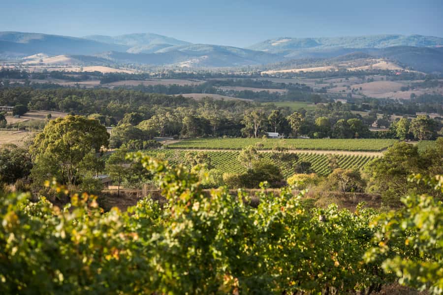 Melbourne: Yarra Valley Wine Bubbles & Kangaroos Tour - Gruyère, Healesville, and the Small-Town Break That Helps You Recharge