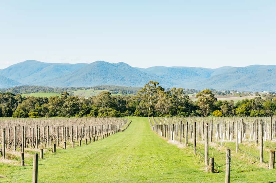 Melbourne: Yarra Valley Wine, Cider, Gin, Beer, & Choc Tour - Guides, group vibe, and that Spotify idea that actually works