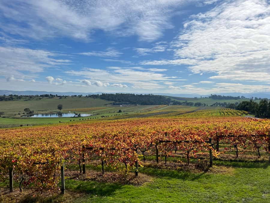 Melbourne: Yarra Valley Wine Tour + Lunch & Gin/Beer Option - Yarra Valley Chocolaterie and Ice-Cream Factory: the sweet reset