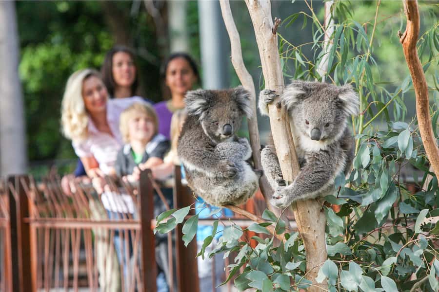 Melbourne Zoo: 1-Day Entry Ticket - Key highlights at a glance