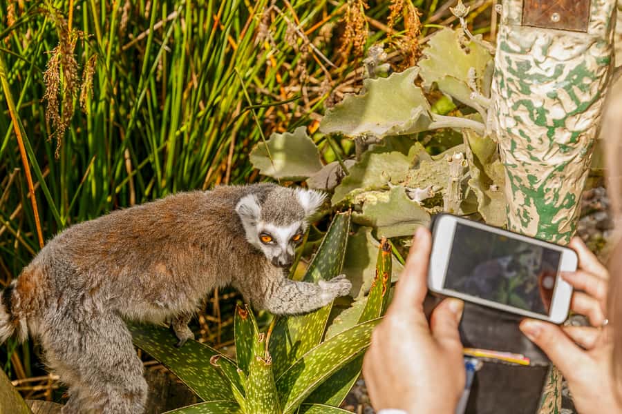 Melbourne Zoo: 1-Day Entry Ticket - Start strong in the rainforest zones (tigers and monkeys first)