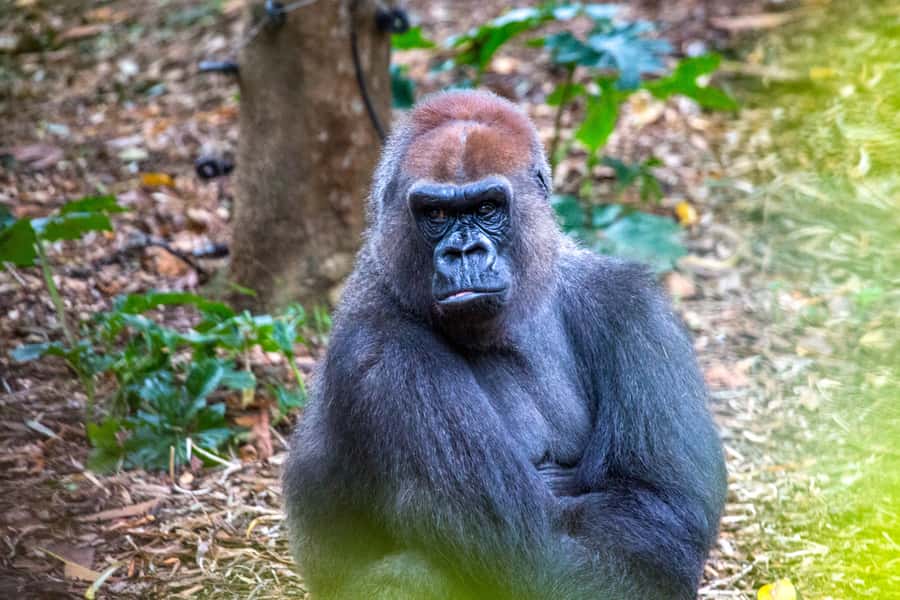 Melbourne Zoo: 1-Day Entry Ticket - Lion Gorge: the exhibit people plan around