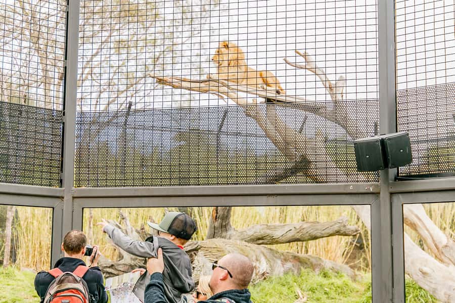 Melbourne Zoo: 1-Day Entry Ticket - Butterfly House: a calmer break that still feels fun