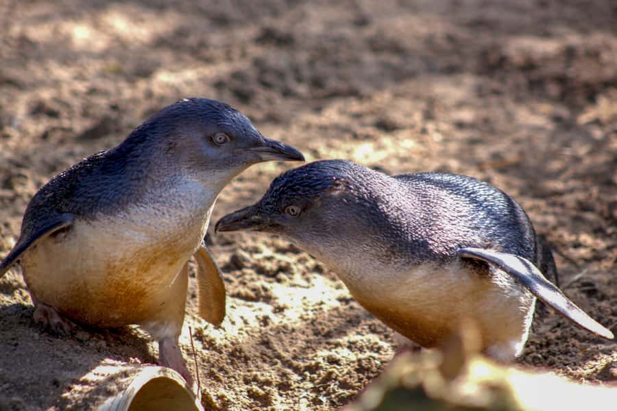 Melbourne Zoo: 1-Day Entry Ticket - Australian bush setting: koalas, kangaroos, wombats, emus