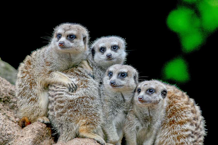 Melbourne Zoo: 1-Day Entry Ticket - The underwater world: little penguins and Australian fur seals