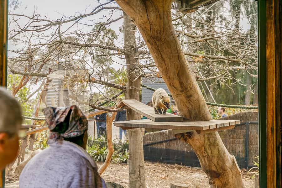 Melbourne Zoo: 1-Day Entry Ticket - Getting to the zoo is mostly painless (Tram 58, Royal Park Station, Bus 505)