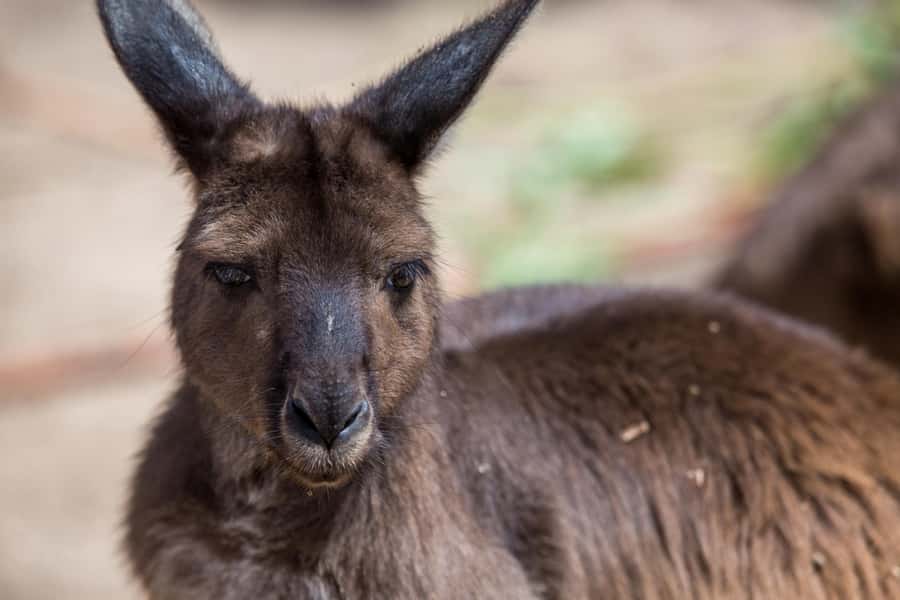 Melbourne Zoo: Australian Wildlife Experience Ticket - Key moments that make the early start worth it