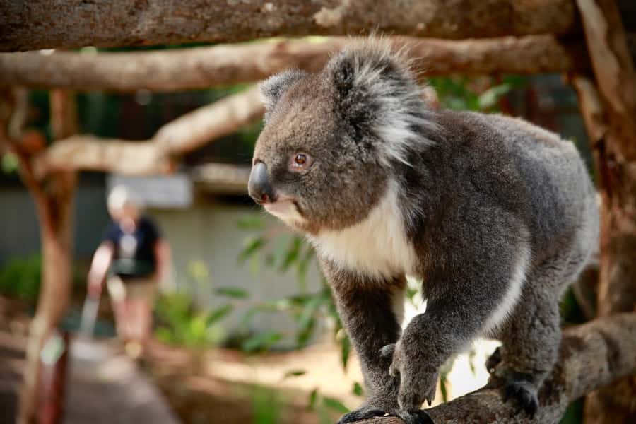 Melbourne Zoo: Australian Wildlife Experience Ticket - Koalas Karri and Waru, the calm start of your morning